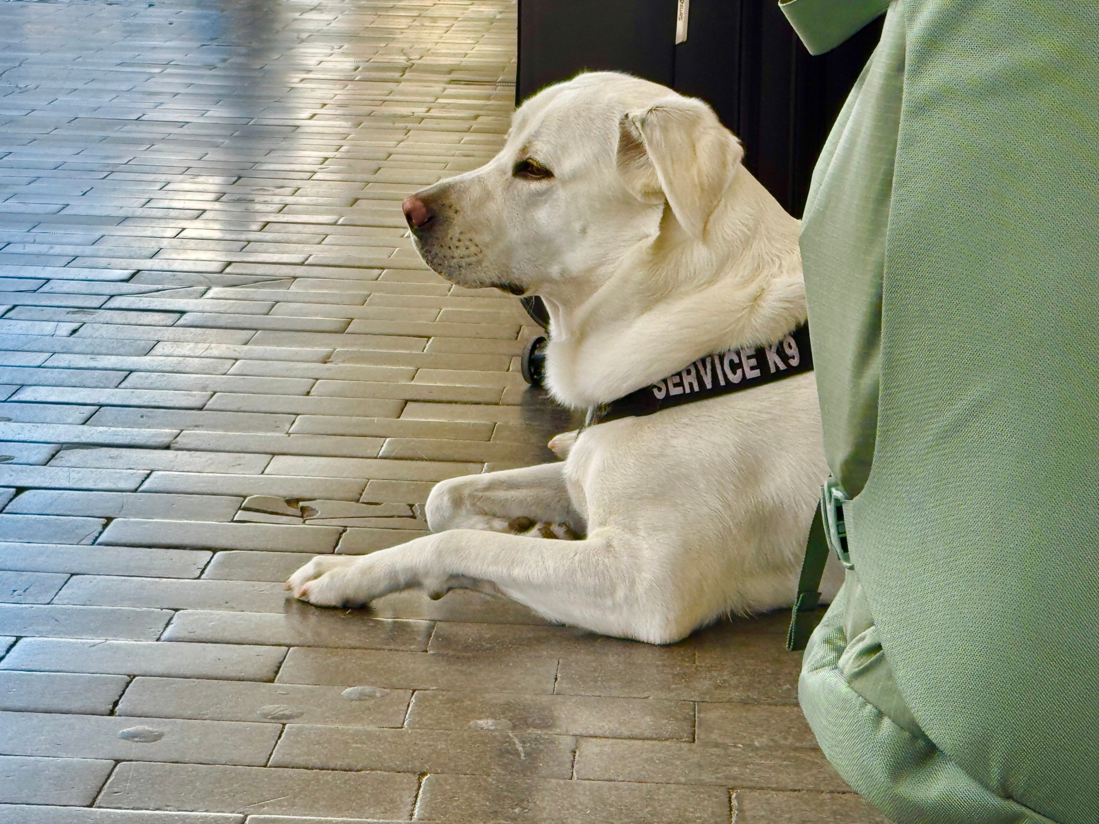 🚨店主也慌了！导盲犬拒入，结果被罚惨了！