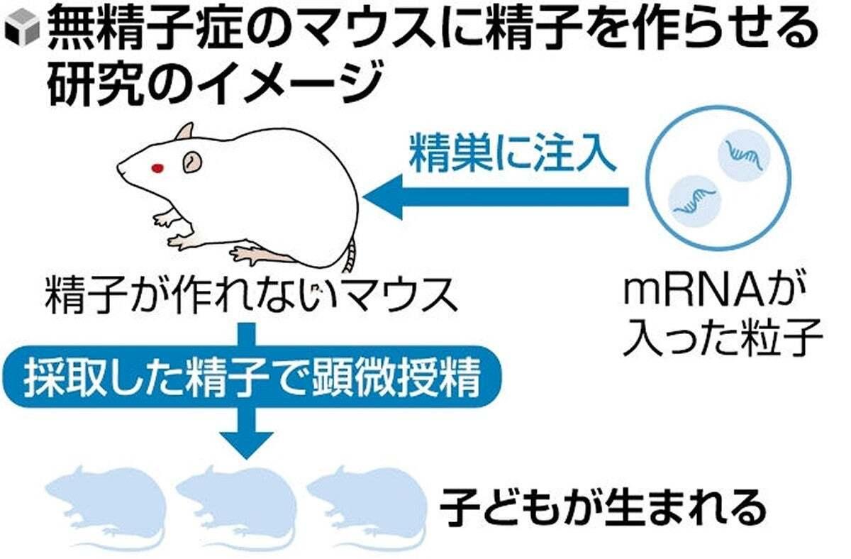 👶🏻 绝望逆转!无精症老鼠生娃,mRNA技术点亮生育希望!