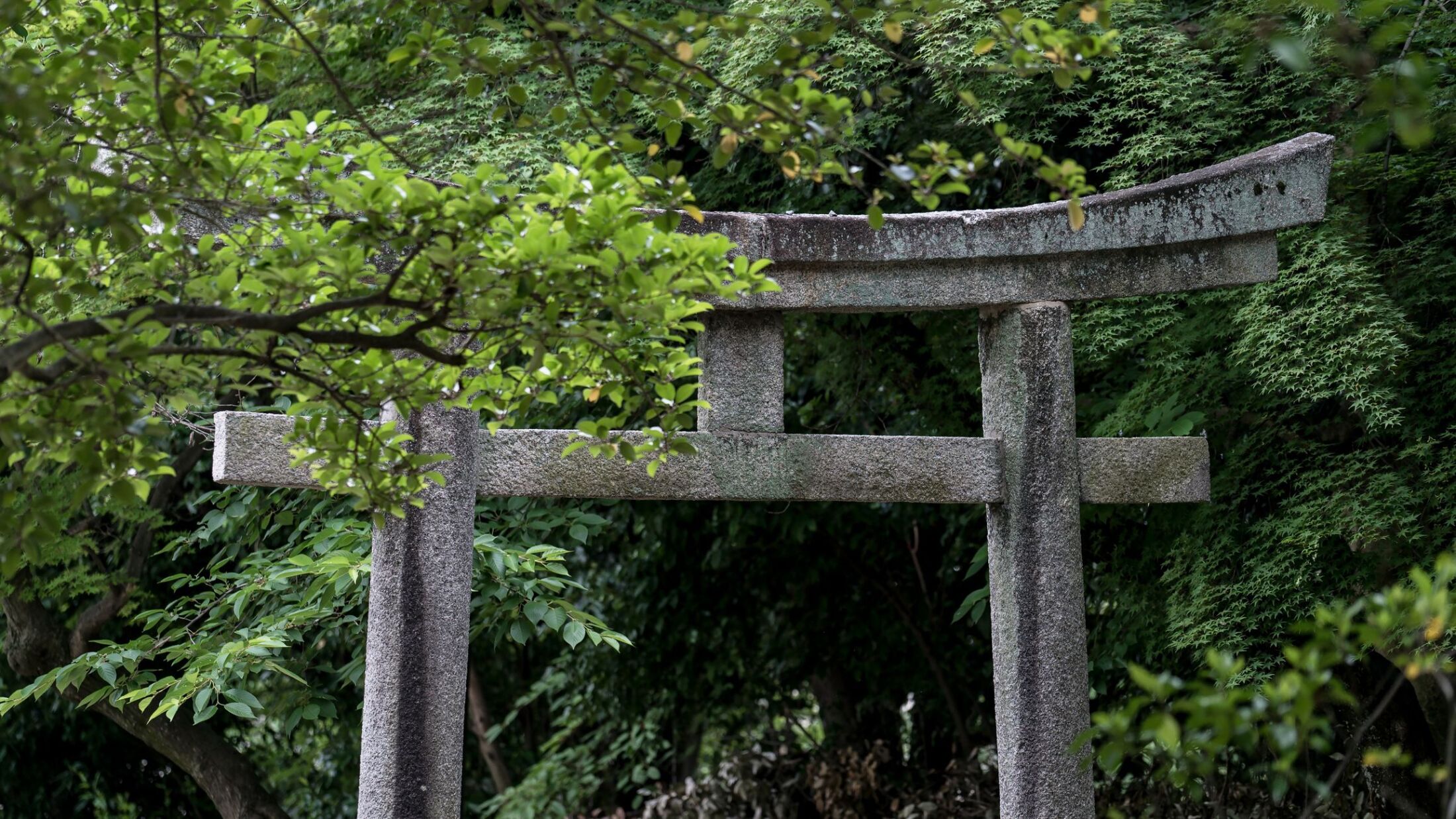 🔥神社变烧烤摊?中国人盯上日本寺庙的惊人真相!