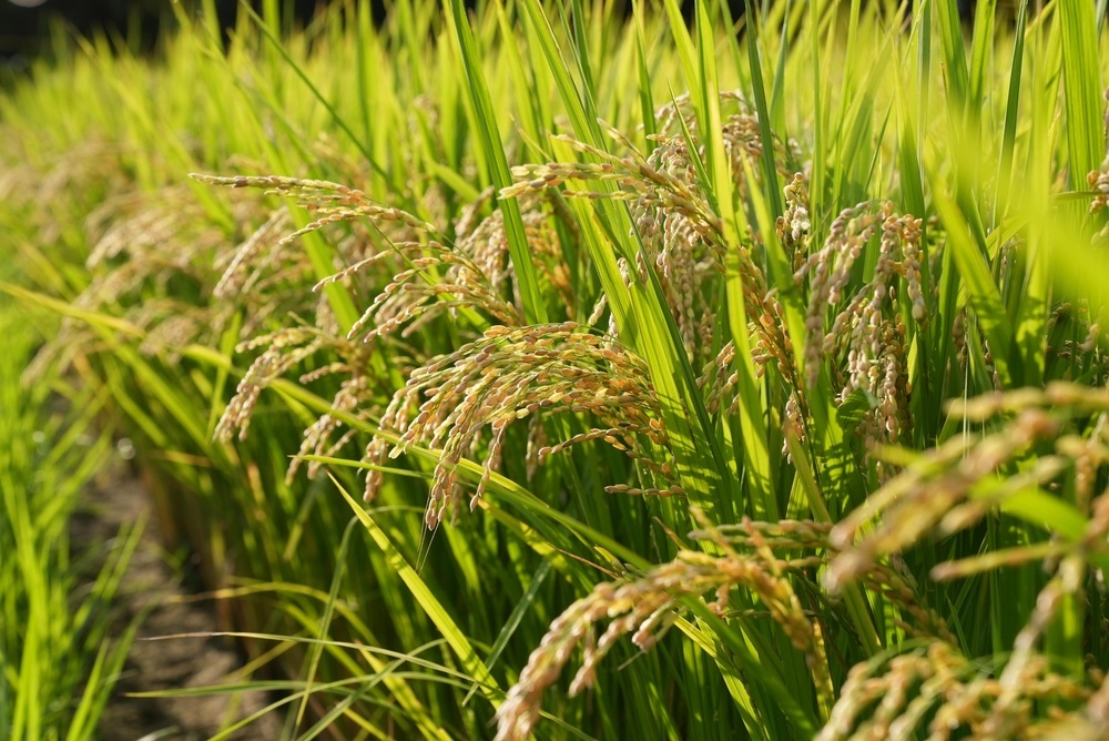 🍚米价高涨！明年减产，还能涨吗？小心撑爆仓！