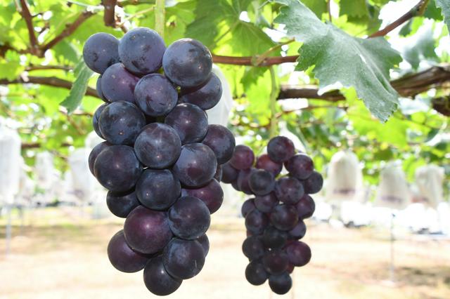 🍇 巨峰失宠！阳光玫瑰登顶，葡萄王换新主！