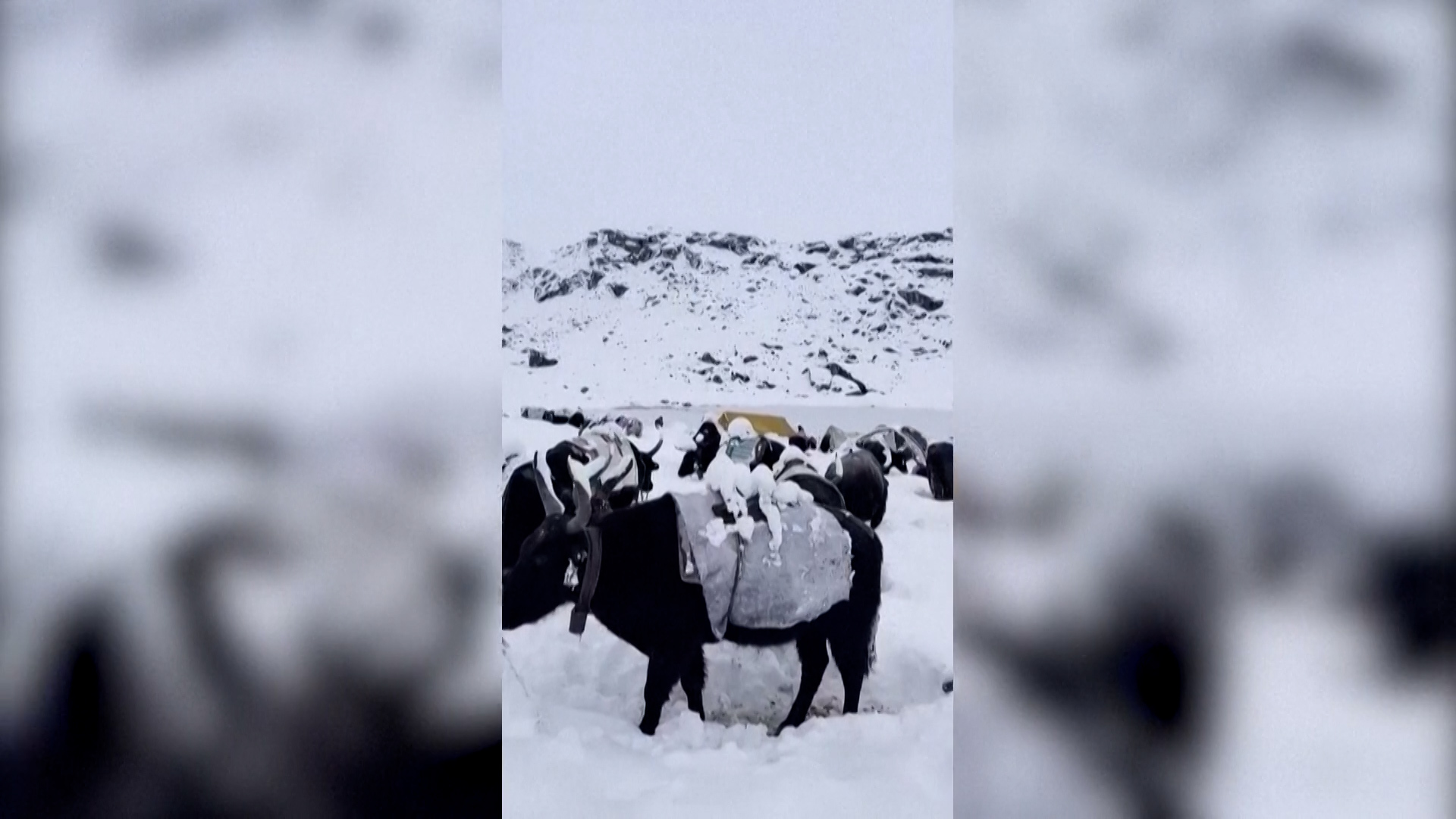 ❄️绝望雪山!他靠啥活下来?