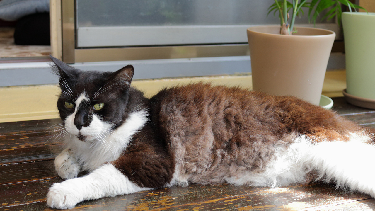 💔月花一万养猫？34岁儿媳妇突发火，68岁母亲忍无可忍！