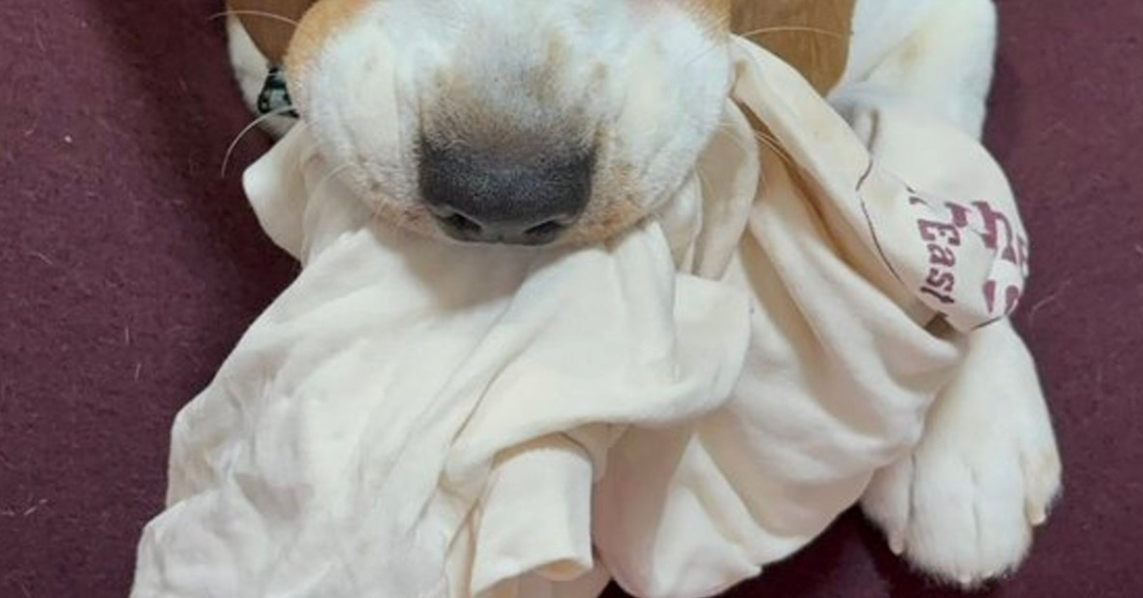 🐶被骂的狗狗：这眼神，简直像叛逆期的初中生！