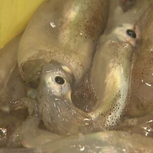 🦑鱿鱼告急！捕捞暂停，再不改就没了！ 封面