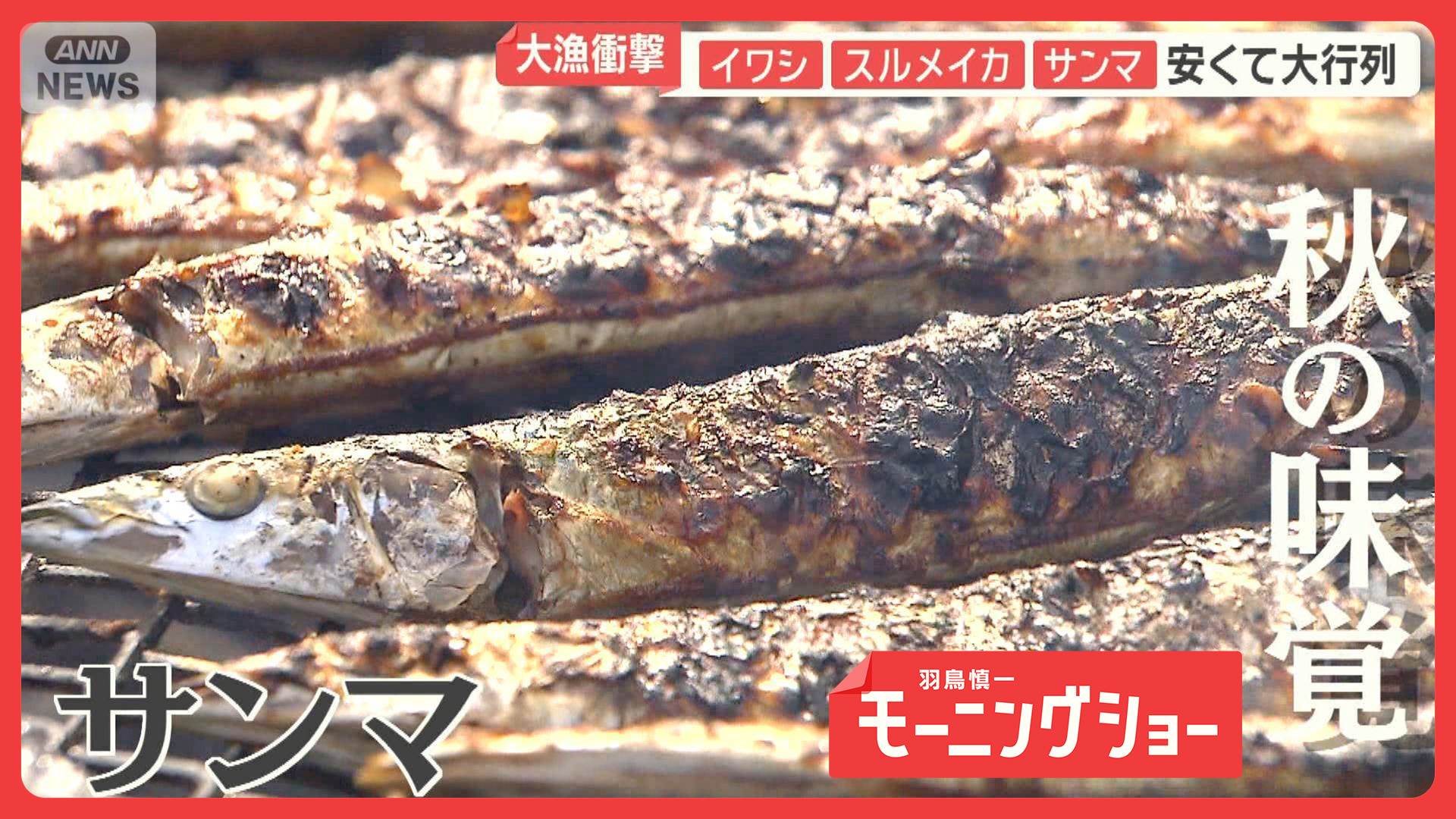 🎣渔民都傻眼！鱿鱼大丰收，山里松茸也爆了！