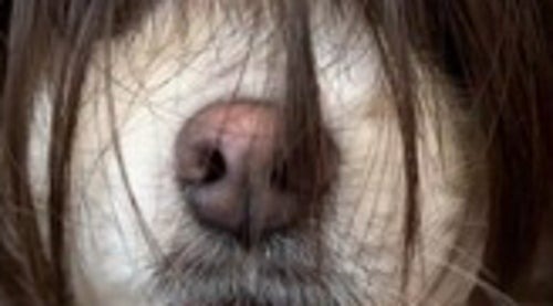 🎃我家狗子万圣节“放飞自我”，笑到头掉！😂