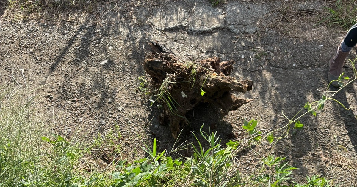 🌳糟了!碍事的树桩突然…竟是它干的?!(吓坏了!)