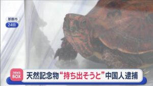 🐢 日本神龟，差点被偷走！中国人被抓！ 封面