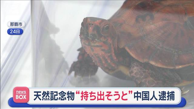 🐢 日本神龟，差点被偷走！中国人被抓！