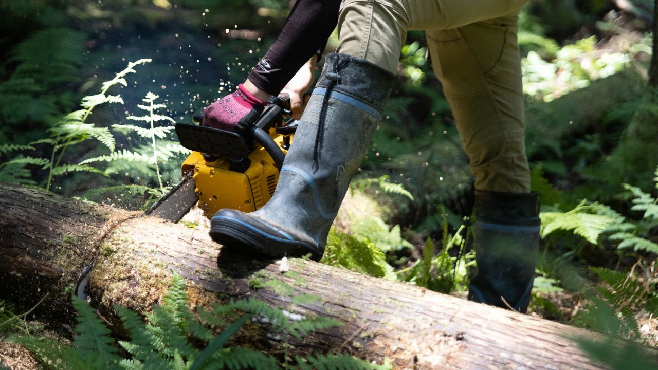 🌲7成森林，为啥用不起国产木？政府的“大错”！