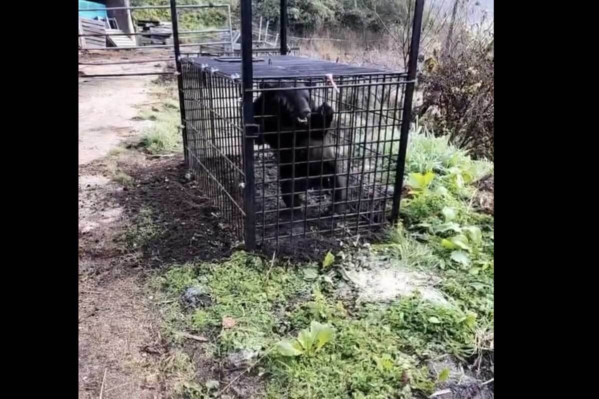 😱家门口遇熊!3只熊被抓,狂暴挣扎,太吓人了!