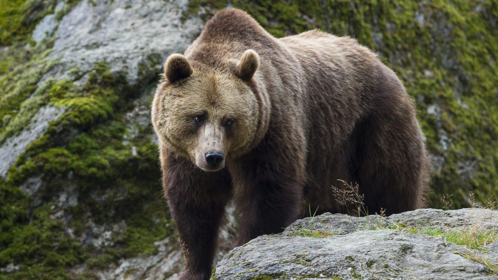 🐻️ 人熊大战！意大利的血腥复仇！