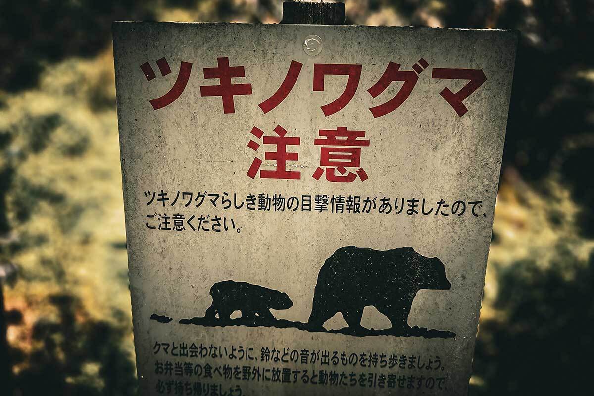 🐻️ 熊觉醒了！专家惊恐：攻击性前所未有！