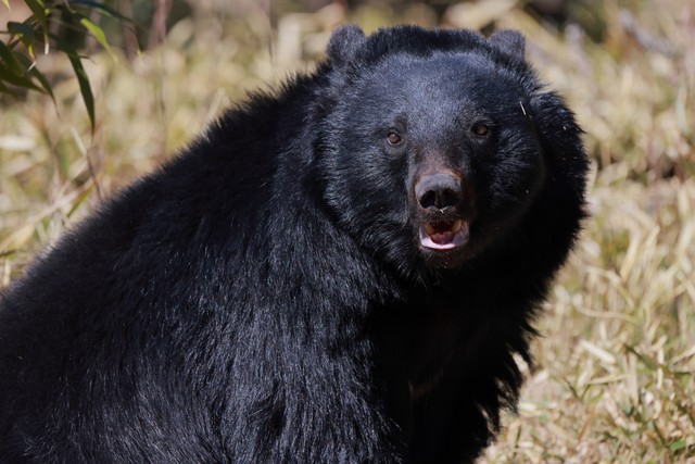 ⚠️熊来了！太阳能板惹的祸？保命攻略！