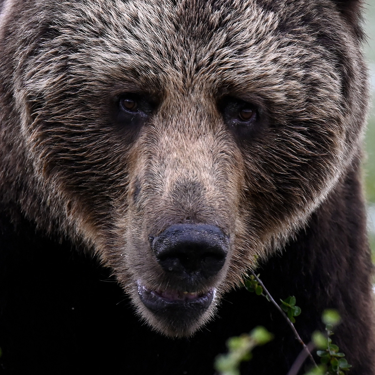 💥74岁副议长“逼人道歉”？北海道小镇官场炸锅！