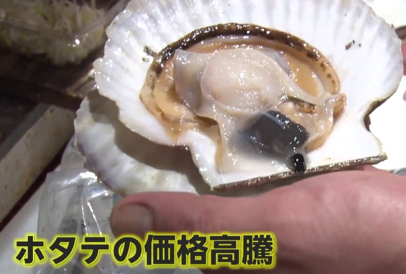 🔥扇贝也“瘦”了！猛暑让海鲜涨价又变小！