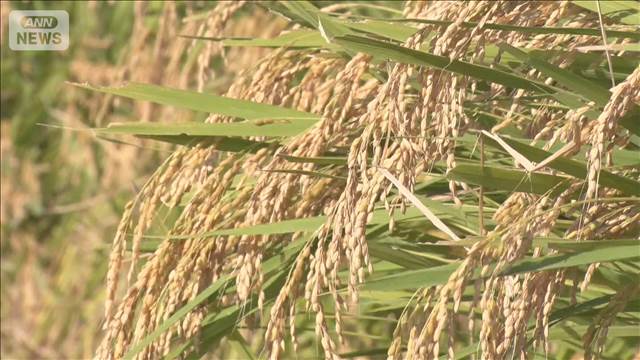 🌾米价暴涨!农民:今年必须多挣点!