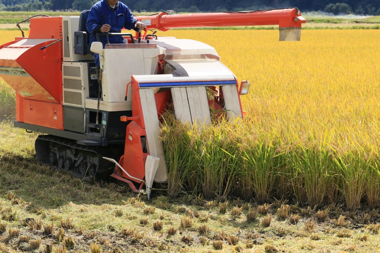 🍚米价疯涨背后的秘密！前官员揭露政策失误！