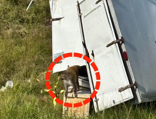 🐒逃跑的实验猴,可能带病毒!😱