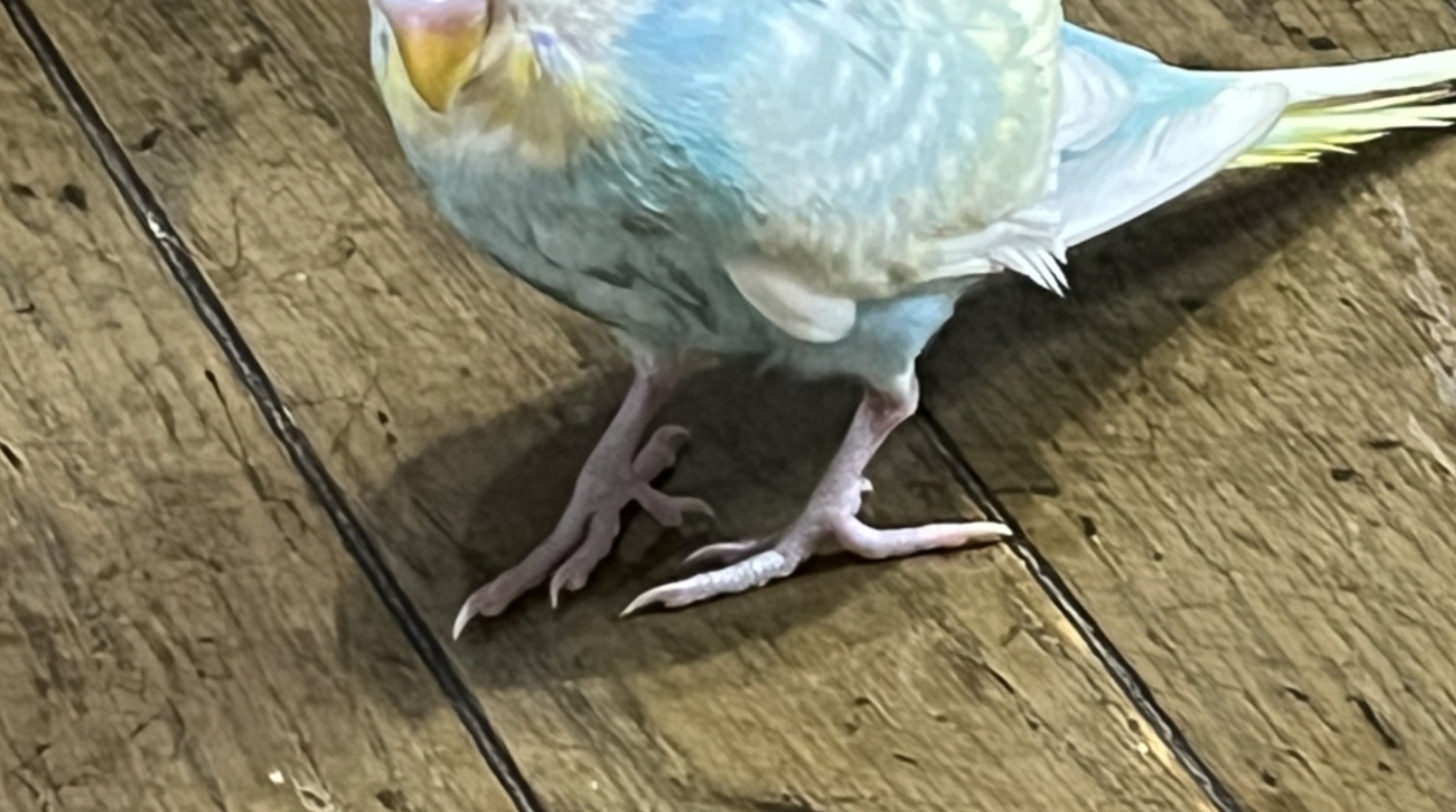 🚿洗完澡，鹦鹉秒变霸王鸟？！😱