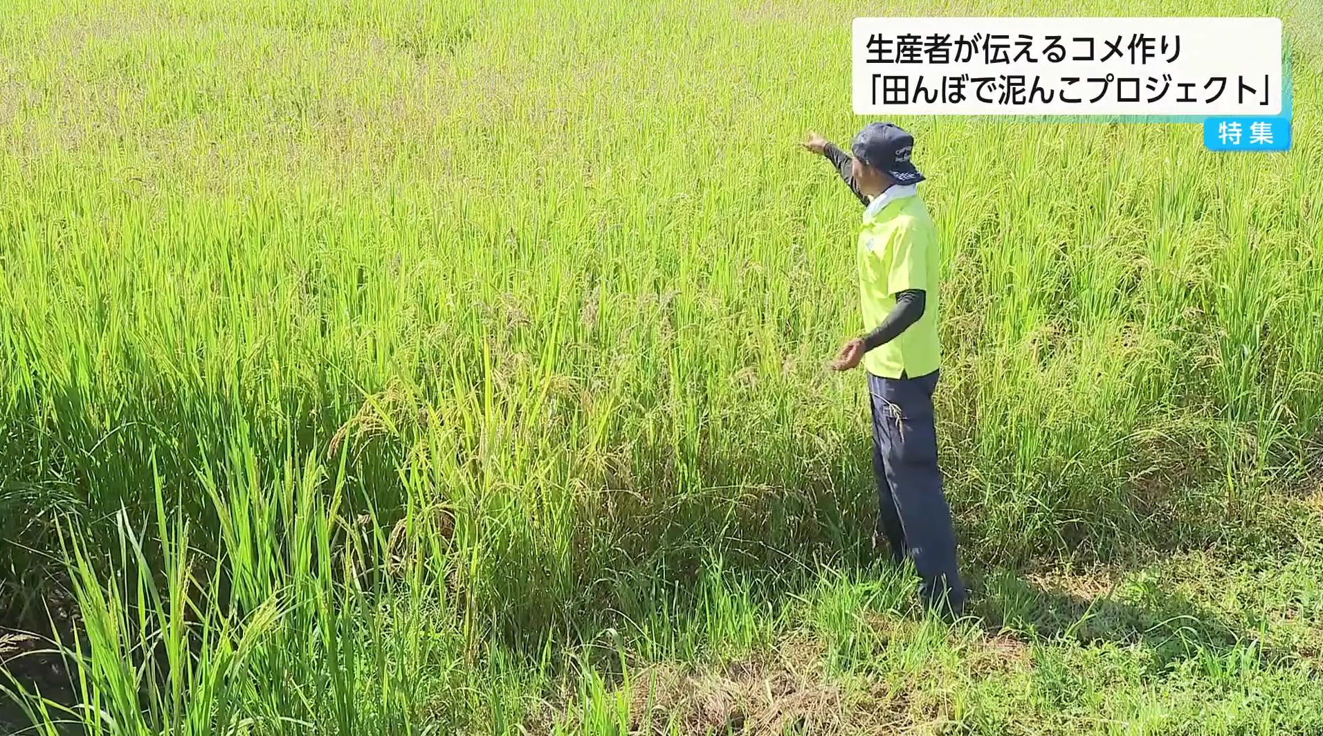 🍚米价飙涨!再不了解,饭碗就没了!
