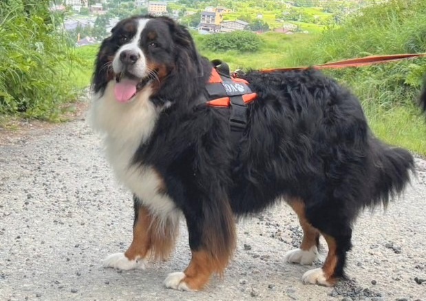 🐶“等等,不太对劲…” 这小狗的表情也太会了!