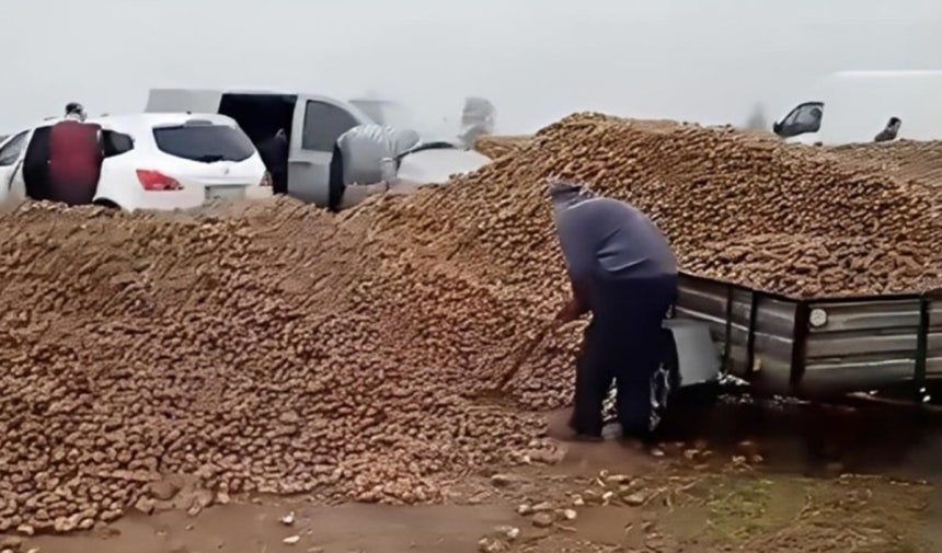 🥔 波兰农夫：免费土豆被骗走150吨！