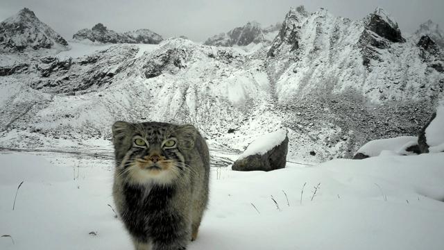 🐱雪山惊现“猫界老祖宗”！