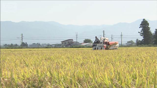 🍚米价疯涨！一斤突破3元，钱包颤抖！