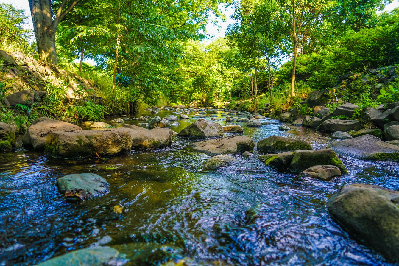 ⚠️🇯🇵️ 中国人悄悄买光日本森林?!两大风险,看完震惊!