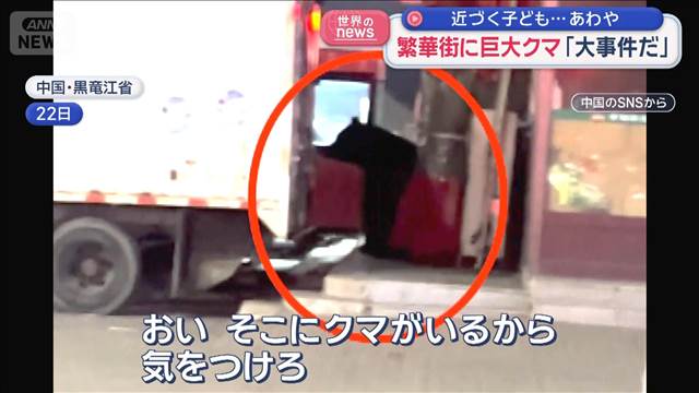 🚨街头惊魂！巨熊现身，孩子差点…😱