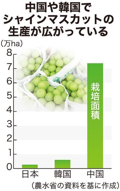 🍇中国葡萄,30倍冲击!日本名品流出,授权有用吗?
