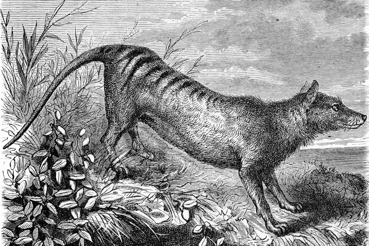 🐺 绝迹80年!最后一张照片,令人心碎…