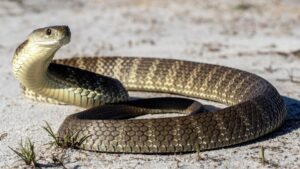 🦎爬行动物“石头尿”：痛风治疗的新希望？ 封面