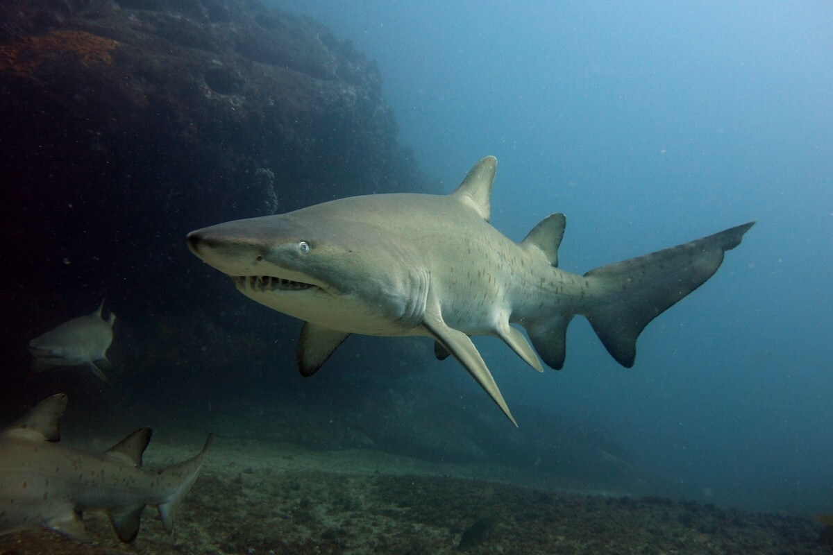 🦈😱鲨鱼和青蛙的“同桌”:生存的残酷真相!
