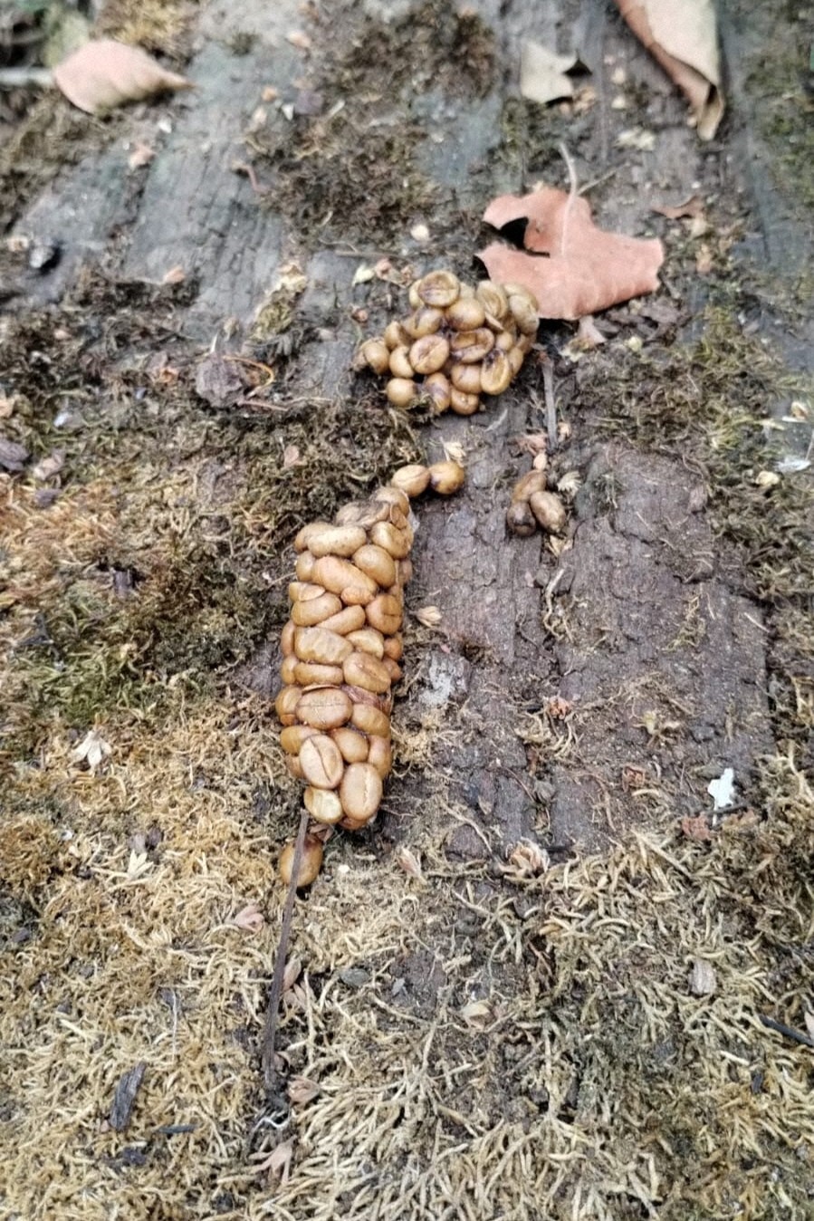 ☕️ 屎里淘金?麝香猫咖啡的秘密!