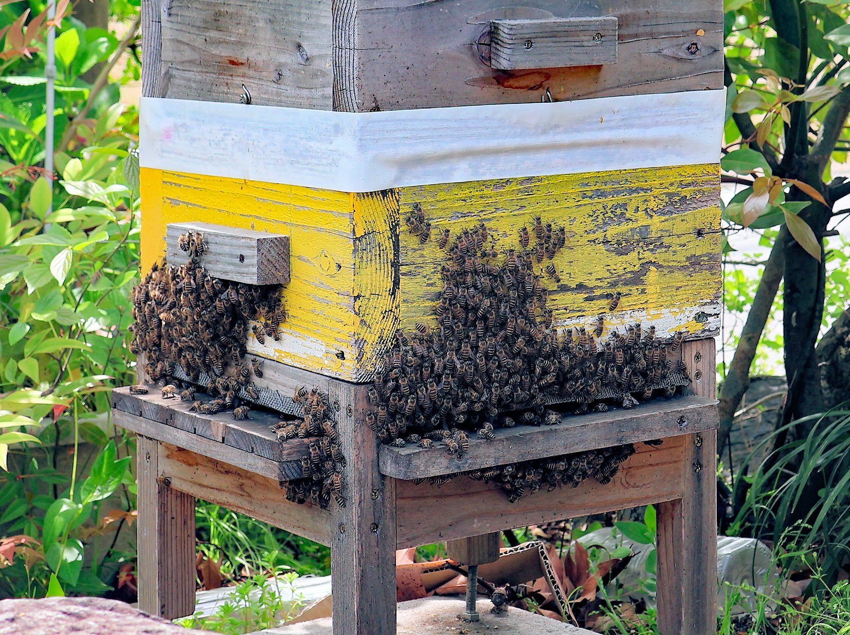 🍯 蜂蜜的秘密:为何闻起来像玫瑰?✨