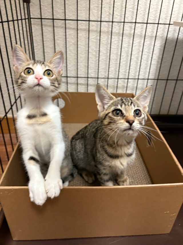 🐱:被嫌弃的橘猫:只因花色,让人心碎!