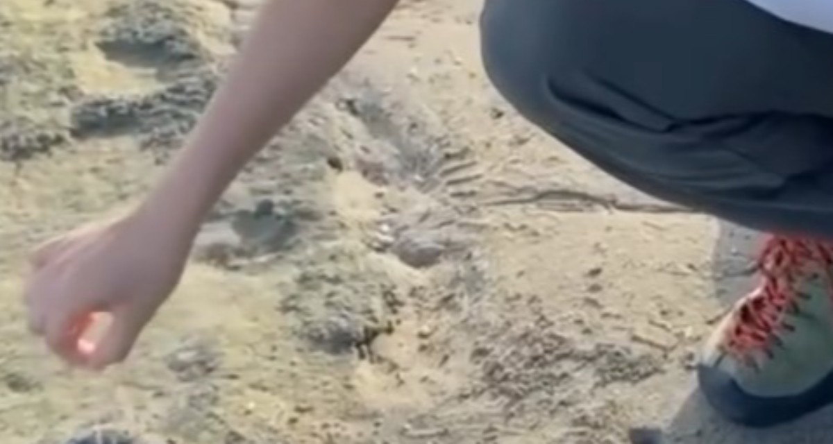 🏖️海边散步遇怪兽？结果…这反转也太心酸了！