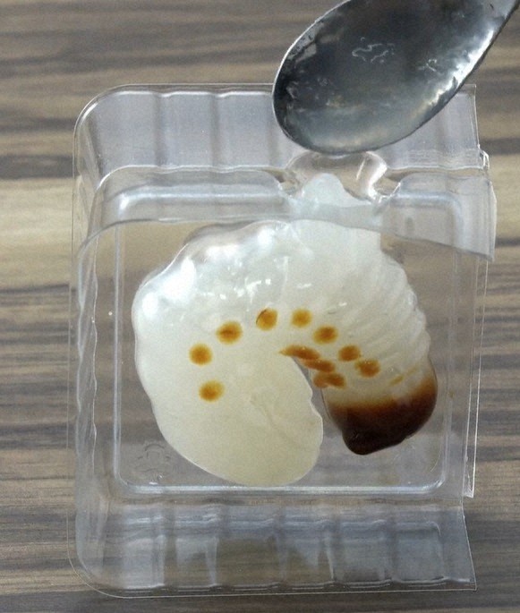 🐛🐛丑小鸭变天鹅!这虫子果冻,真香警告!