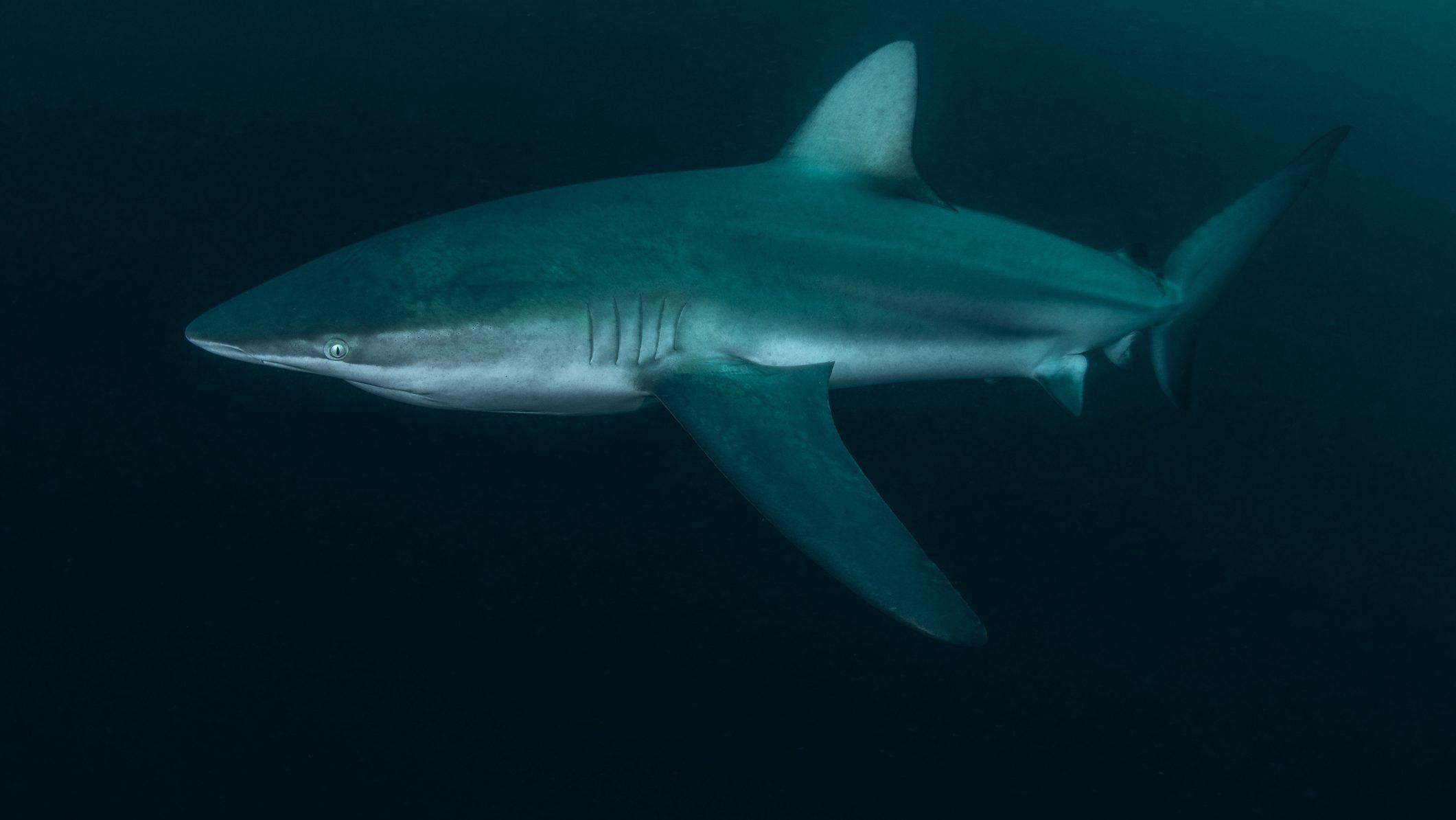 🦈人骨残骸惊现!以色尼亚港口,巨型鲨鱼竟成杀人凶手!