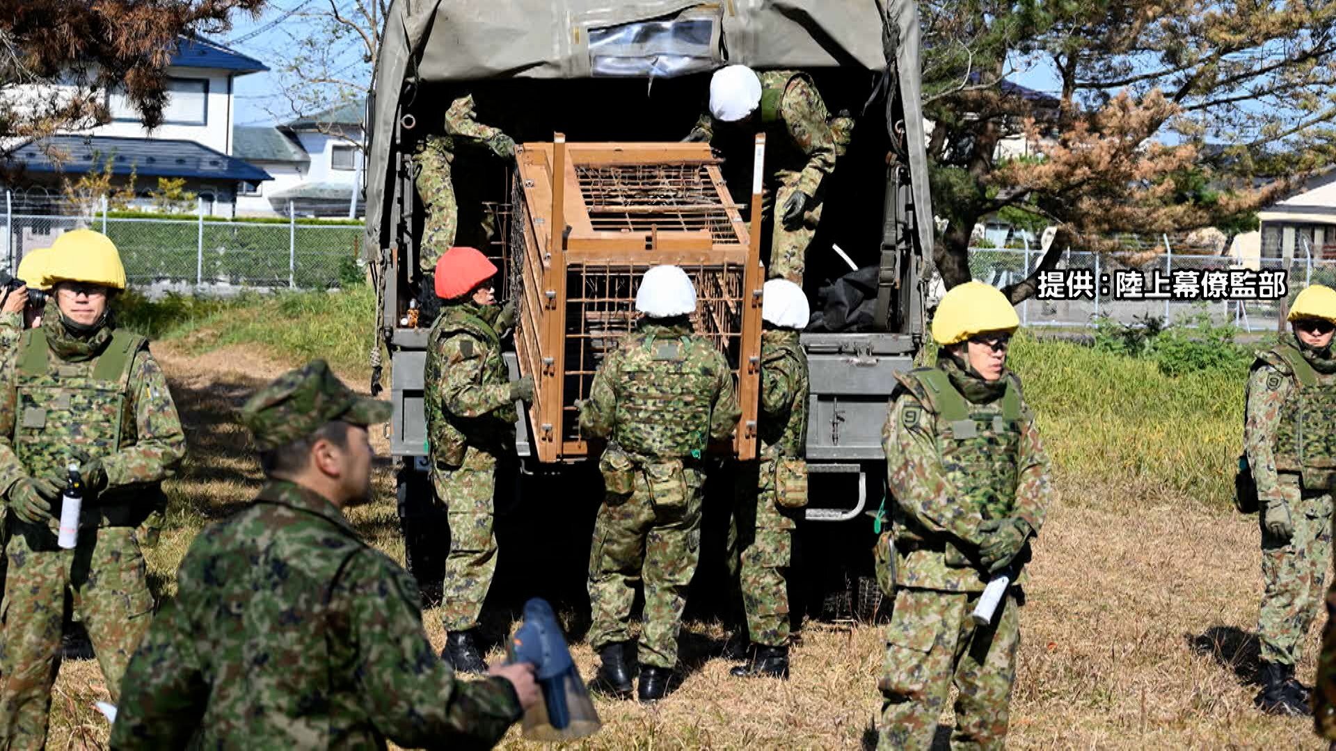 🚨熊来了！自卫队出动，守护家园！