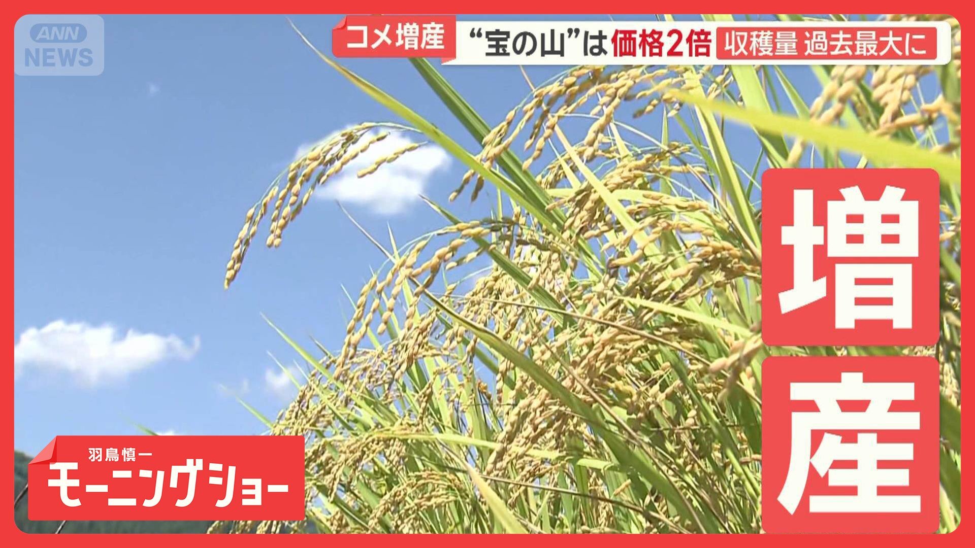 🍚米价翻倍！丰收喜悦背后，农民的无奈…