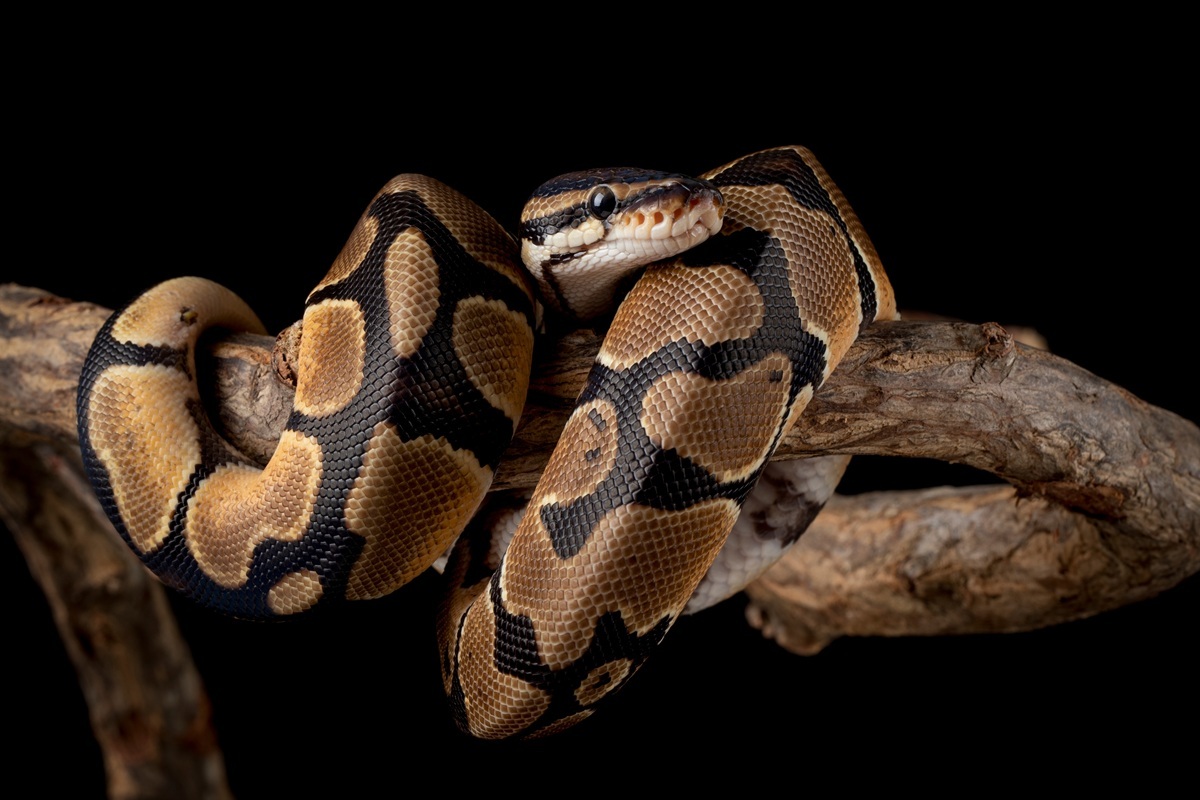 🐍 别怕!养蛇也能超长久,这4种最适合新手!