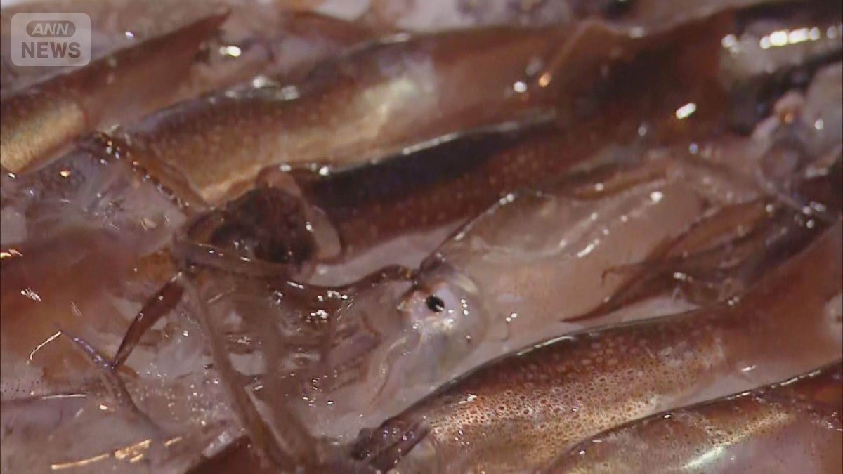 🦑鱿鱼捕光了！青森县长喊“多捕点”，商家：完蛋了！