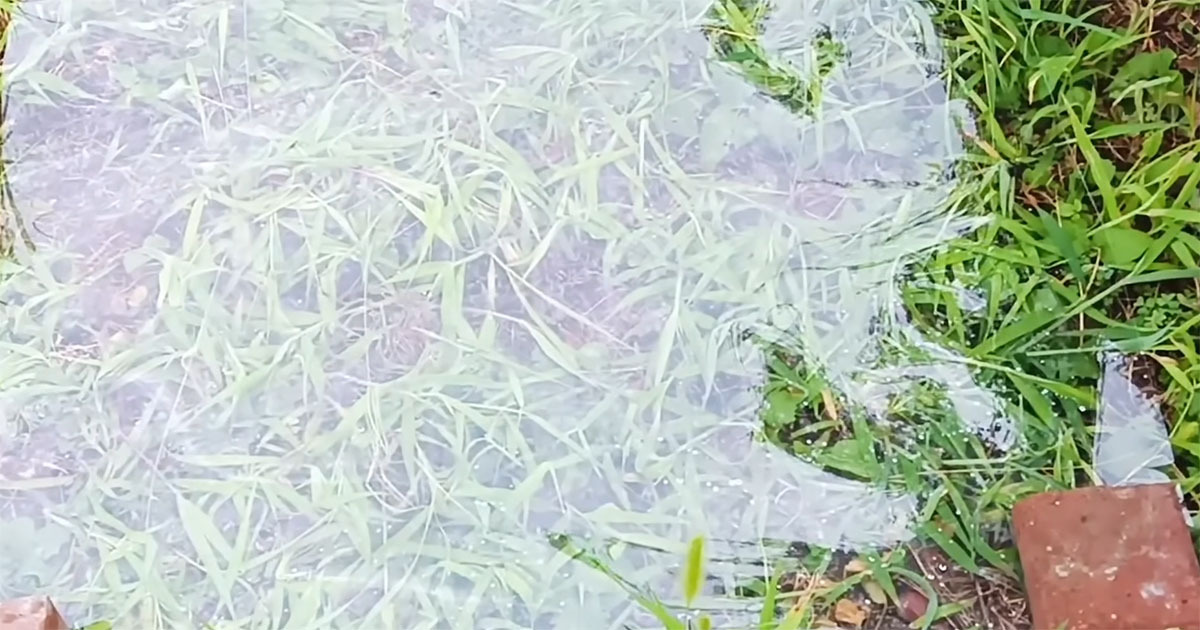 🌿盖上塑料布，杂草一天就死了？一个月后…真相惊呆了！