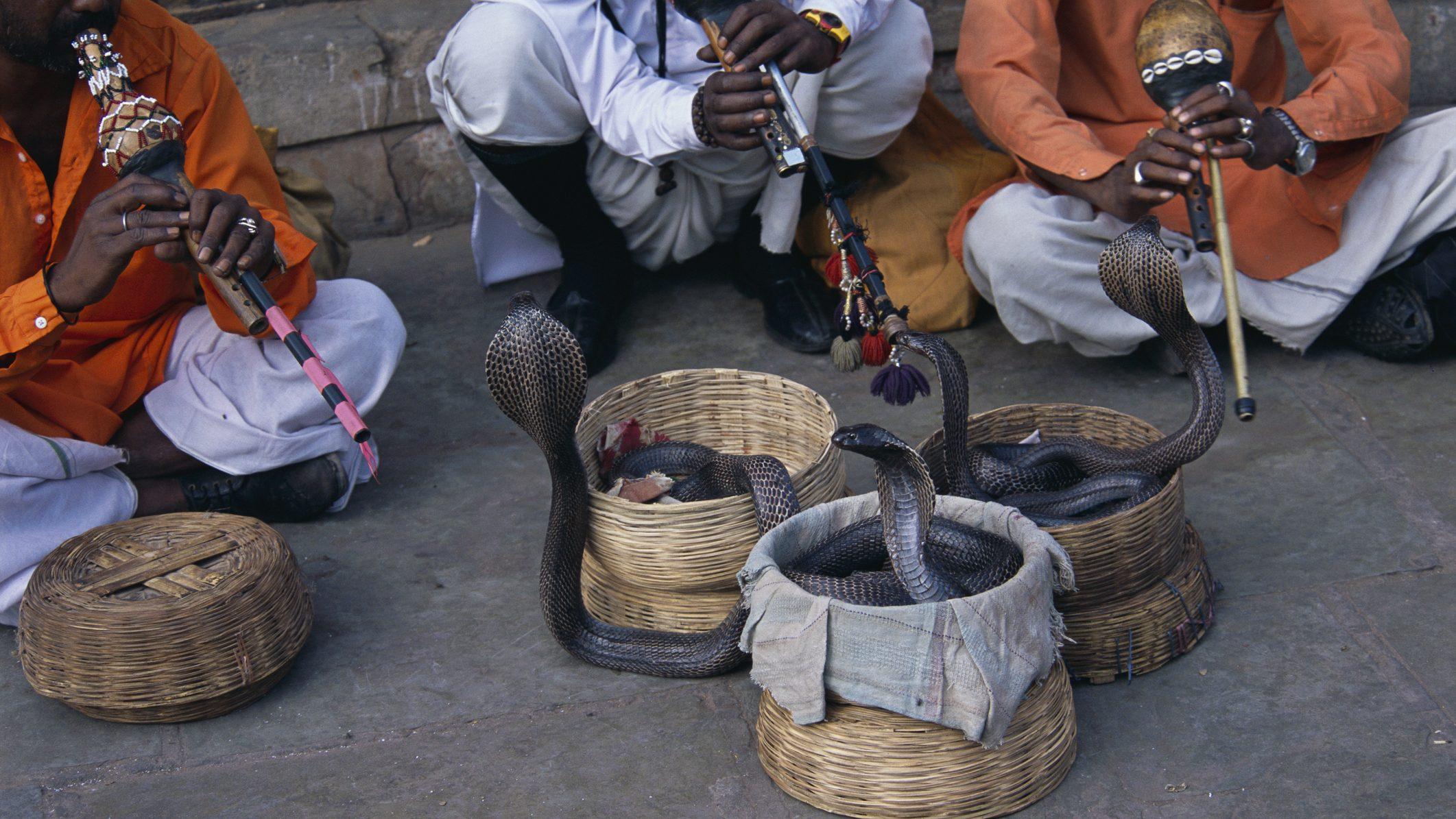 😱老婆夜变蛇,咬我!印度男求助警!
