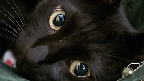 🐱喵：我竟模仿仓鼠？！萌翻网友的爆笑瞬间！