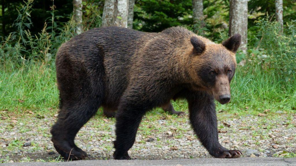 ⚠️熊来了！日本急招猎人，情况紧急！